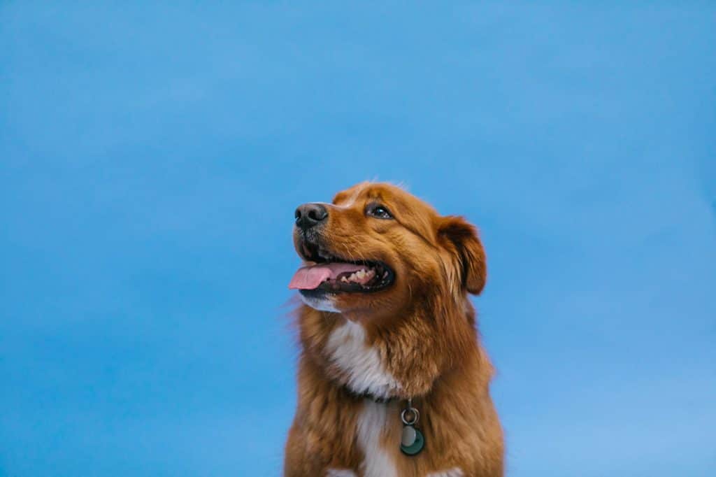 How to Plan Emergency Evacuations with Pets