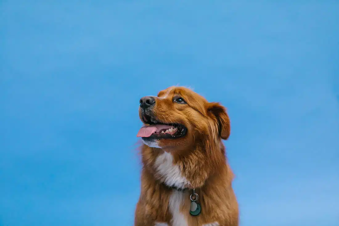 How to Plan Emergency Evacuations with Pets