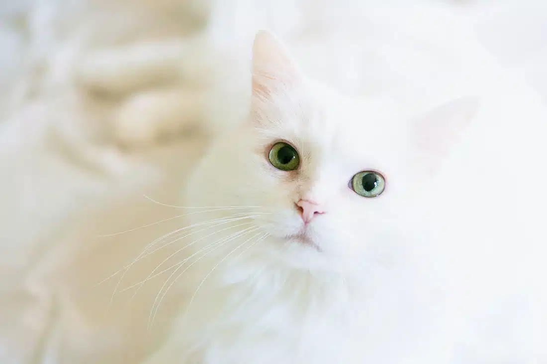 Rescuing housepets during emergencies